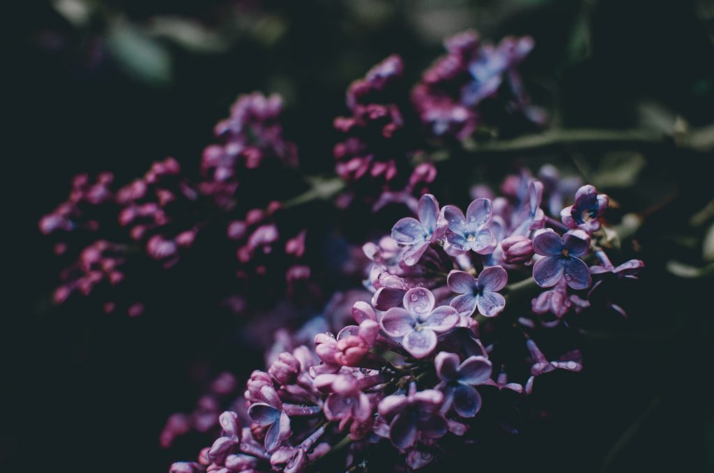 Lilac